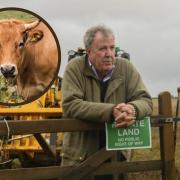 Jeremy Clarkson left with 'smashed testicles' after being 'attacked' by cow