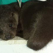 The poorly otter rescued by RSPCA Oak and Furrows
