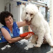 Much-loved Malmesbury woman and dog groomer to the royals Chrissie Stallard