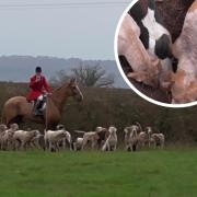 Man admits illegally fox-hunting in Gloucestershire