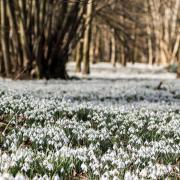 Snowdrops can be spotted in a few areas of Gloucestershire