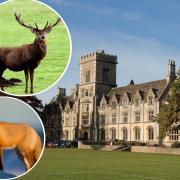 Student event cancelled after two “cruel” incidents involving dead animals