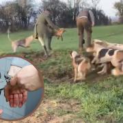 Police have arrested three people after footage emerged which appeared to show an illegal fox hunt.