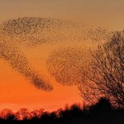 Beautiful murmurations spotted in Cirencester