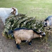 Goats make a great escape in Malmesbury 