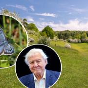 Nature reserve near Cirencester stars in David Attenborough new documentary 