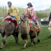 The North Cotswold Hunt Point to Point Camel Races held at Paxford in Gloucestershire Easter Monday 10th April 2023.
(PIC PAUL NICHOLLS) TEL 07718 152168