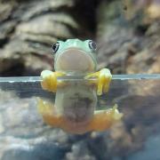 An adorable Giant Mexican Leaf froglet at Cotswold Wildlife Park