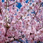 A popular garden in Gloucestershire has been rated one of the best places to see cherry blossoms