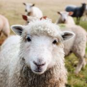 Nick Rowe, aged 63, of Hill Farm Cottage, Frocester Hill, Frocester, admitted six animal welfare charges  (photo by Pixabay, library image)