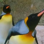King Penguins Lily (right) and Frank at Birdland Park and Gardens