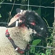 The sheep which was allegedly attacked by three dogs on a farm near Quenington on Thursday, June 22
