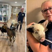 Mill House Care Home in Chipping Campden hosted the launch of The Good Day Farm On Tour