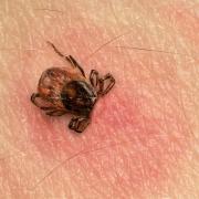 Lyme disease is rare but cases have been recorded across England including in the south west