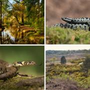 From West Sussex to Hampshire - see where you'll find the most snakes in England.