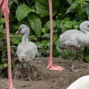 Flamingo chicks at Birdland Park and Gardens