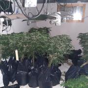 £25,000 of cannabis was discovered during a raid of a property in Royal Wootton Bassett
