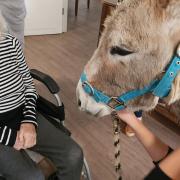 Chloe's Mobile Farm visits Elm Grove Care Home in Cirencester