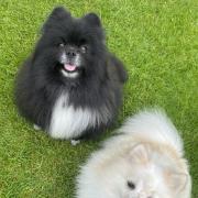 Abi Andrews sent in this picture of her dogs