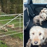Six puppies were found abandoned in a field in the rain in Leigh, Wiltshire