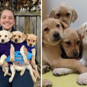 Cotswolds Dogs and Cats Home has issued a warning about unlicensed puppy breeders