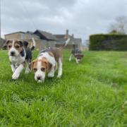 Cotswold hunt puppies