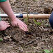 Westonbirt Arboretum's Silk Wood Community Planting Project