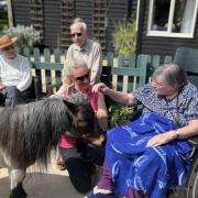 Dinky ponies at Hunters Care Home