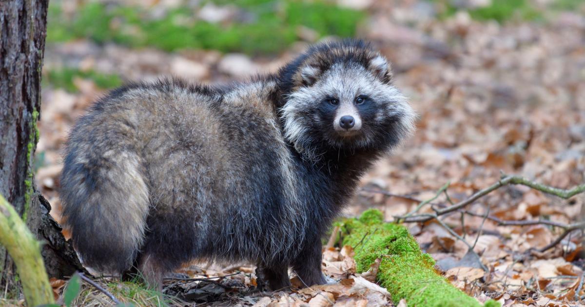 What is a common raccoon dog and are they in the UK? | Wilts and Gloucestershire Standard - Vimarsana News
