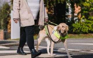 Guide Dogs needs volunteers to help raise puppies in Gloucester (Guide Dogs)