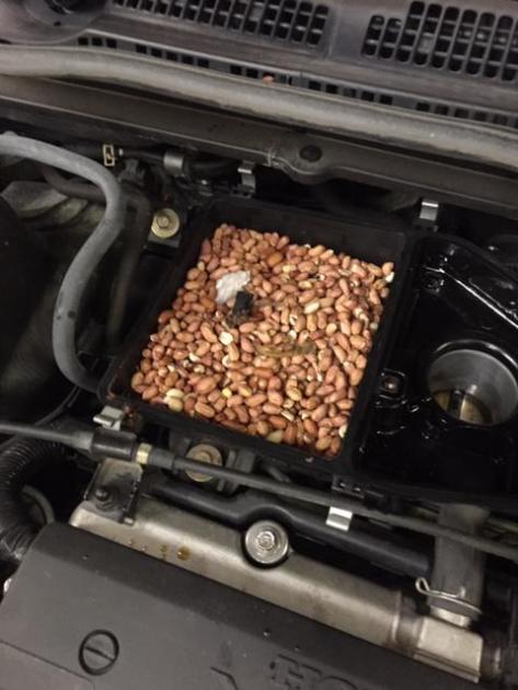 Mechanics at Poole Keynes garage go nuts after finding mouse's secret stash under car bonnet 