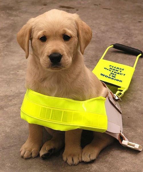Guide dogs for the blind searching for more puppy walking volunteers |  Wilts and Gloucestershire Standard